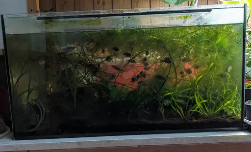 120 L aquarium. Size: 75 cm × 40 × 40 (h).