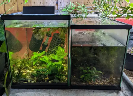 Four 19 L aquaria, and one 27 L aquarium. 19L (right): 35 cm × 21 × 26 (h). 27L (left): 40 cm × 23 × 29 (h).