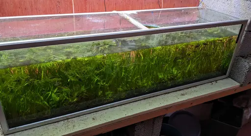 270 L metal-frame aquarium. Size: 150 cm × 40 × 45 (h). Bought used, I had it in use for 5 years now, with no problems. One glass lid is a bit chipped on two corners, but the two cutout inlet corners for equipment are intact.