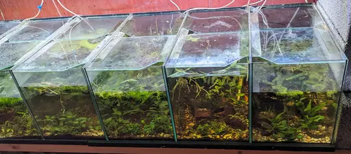 Six 63 L aquaria, with one short (back) side painted black. Size: 60 cm × 30 × 35 (h). Bought new 2019.