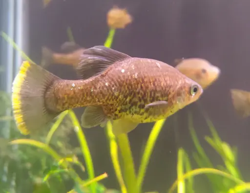 Male Chapalichthys pardalis