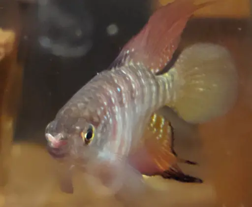 A male enjoying a meal of bloodworms