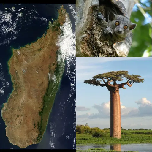 FIGURE 1.  Left: a satellite image of Madagascar. Africa is 400 km to the west. India is 4000 km to the northeast. Australia is 7000 km to the east. Antarctica is 4000 km to the south. Upper right: The critically endangered Lepilemur ruficaudatus, one of about one hundred species of lemurs, endemic to Madagascar. Lower right: Adansonia grandidieri is the biggest of the six species of Baobab trees, endemic to Madagascar.