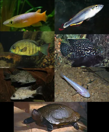 FIGURE 2.  Representatives of the endemic freshwater fauna of Madagascar. Left-to-right from top: Pachypanchax sakaramyi, the Madagascar Panchax - a killifish; Betodia madagascariensis - a rainbowfish; Paretroplus menarambo, the Pinstripe damba - a cichlid; Paratilapia polleni, the Starry Night Cichlid; Ptychochromis insolitus, the Mangarahara cichlid; Typhleotris madgascariensis - a blind cave goby. Extra: Erymnochelys madagascariensis - Madagascan big-headed turtle. This critically endangered species belongs to a family of aquatic turtles that was once widespread throughout the world, but now survives only through this one species in Madagascar and seven species in South America.