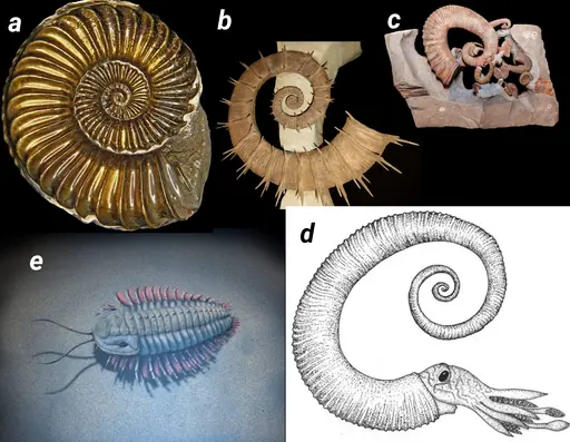 FIGURE 4.  Ammonoids varied tremendously in both size and shape of their shells. (a) From the more standard snail-like, (b) to the more open-coiled, (c) to the truly bizarre contorted "tubes" and "horns". (d) A reconstruction of an ammonoid, as it may have looked when alive. (e) While the ammonoids managed to just barely survive the Permian-Triassic (P-T) mass extinction (252 million years ago), trilobites, distant relatives of insects, spiders and crustaceans, were not that lucky. This once abundant group of marine animals finally disappeared completely at the P-T extinction event. The image shows a reconstruction of a live trilobite.