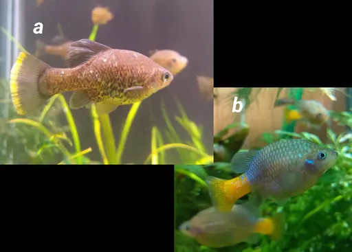 FIGURE 5.  Two representatives of the Goodeid livebearers from Mexico. (a) The critically endangered Chapalichthys pardalis, the Polkadot Splitfin; (b) The critically endangered Xenotoca lyonsi - Tamazula Redtail Splitfin.