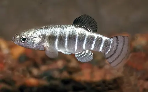 FIGURE 6.  Photo of a male Aphanius anatoliae - Lake Tuz toothcarp - from Kouada Canal, Turkey. Aphanius species are distributed around the Mediterranean - in Southern Europe, North Africa, the Middle East, Turkey and Iran. They are the only pupfishes outside of the Americas. This species is from the area of Lake Tuz, Anatolia, Turkey. It is listed as "only" Near Threatened in the IUCN Red List. But one closely related species, A. transgrediens - the Aci Göl toothcarp , is critically endangered; while another, A. splendens - the Gölçük toothcarp, has become extinct sometime before the 1980s. (Photo by Anthony C. Terceira © 2002. Reproduced here with permission.)