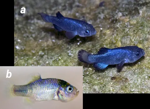 FIGURE 7.  Many pupfishes from North and South America, and the Caribbean, are critically endangered. (a) Two males of the critically endangered Devil's hole pupfish - Cyprinodon diabolis, from Nevada. (b) The Catarina pupfish - Megupsilon aporus - was the only species in its genus - endemic to a single spring in Mexico. This species went extinct in the wild in 1994, and completely globally extinct in 2014. The photo is of the last captive-bred male, kept at a laboratory in UC Berkeley.