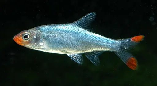 FIGURE 9.  Sawbwa resplendens - the Asian rummynose - is one of several endemic species from Inle Lake, Myanmar, that have become popular aquarium fishes.