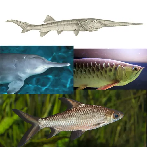 FIGURE 10.  Victims of overfishing. Left-to-right from top: the Chinese paddlefish - now extinct, this species was overexploited as a food fish; Baiji (or Chinese river dolphin) - most probably extinct. This is a photo of Qi Qi, the last known living baiji, who died in 2002; Asian arowana - this endangered popular aquarium fish has disappeared from much of its native range in Southeast Asia. Since 1975, its trade is strictly controlled by CITES (the Convention on the International Trade in Endangered Species of Wild Flora and Fauna); Bala Shark - like the Asian Arowana, this well-known aquarium fish has also disappeared from much of its native range, due to a combination of overfishing and habitat degradation. Nowadays, most individuals in the aquarium trade are captive bred.