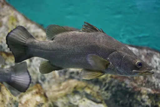 FIGURE 11.  The Nile Perch - Lates niloticus. The traditional fishery in Lake Victoria was based on the native Ngege (or Singida tilapia). However, gill nets, introduced by the British at the beginning of the 20th century, resulted in overfishing and collapse of this native fishery by the 1940s. As a "substitue", the Nile Perch was introduced - an alien species that is predatory, and feeds on other fish. By the 1980s the fishery has become such a commercial success that much of its yield got exported to Asia, Europe and the Middle East. Of course in terms of biodiversity it was a complete disaster. More than 300 species of endemic Lake Victoria cichlids are estimated to have gone extinct. The individual in the photo is relatively small. But the Nile Perch can grow to 2 m long and 200 kg heavy. You can imagine how many consumed Lake Victoria cichlids that may mean.