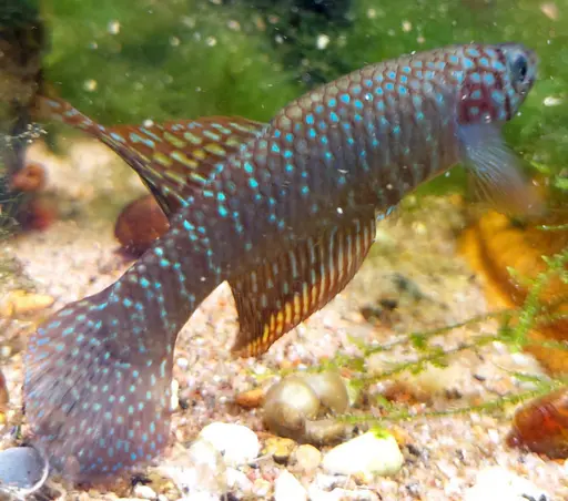 Nematolebias papilliferus, male