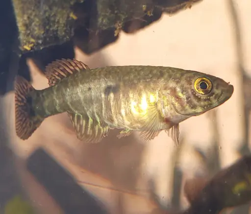 Nematolebias papilliferus, an old female