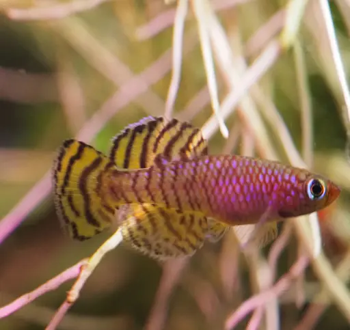 Young male