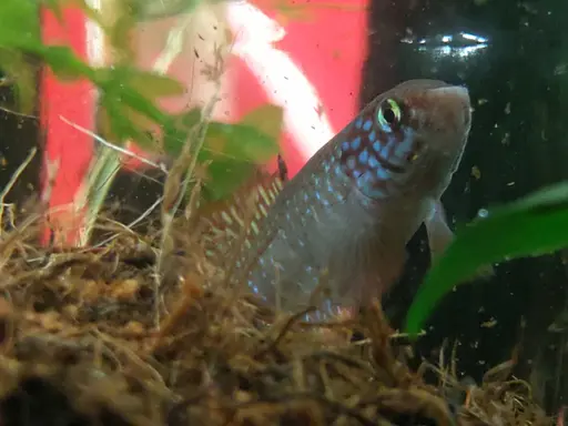 Male in jar with spawning media (mix of coco coir and peat)